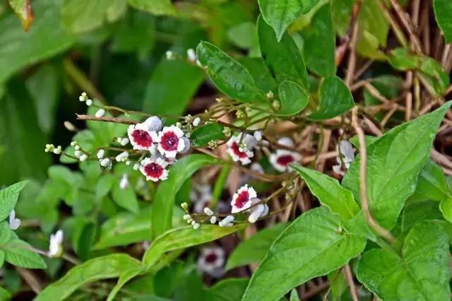 客家臭屁粽做法,客家臭水藤