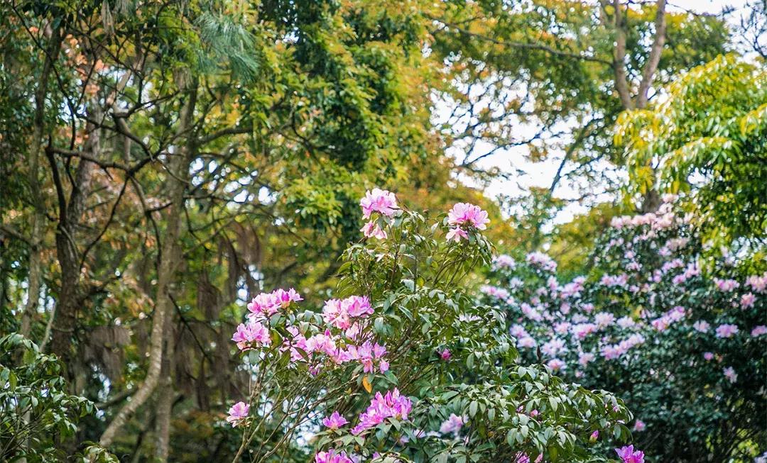隐藏在梧桐山里的世外桃源,深山独门独户世外桃源