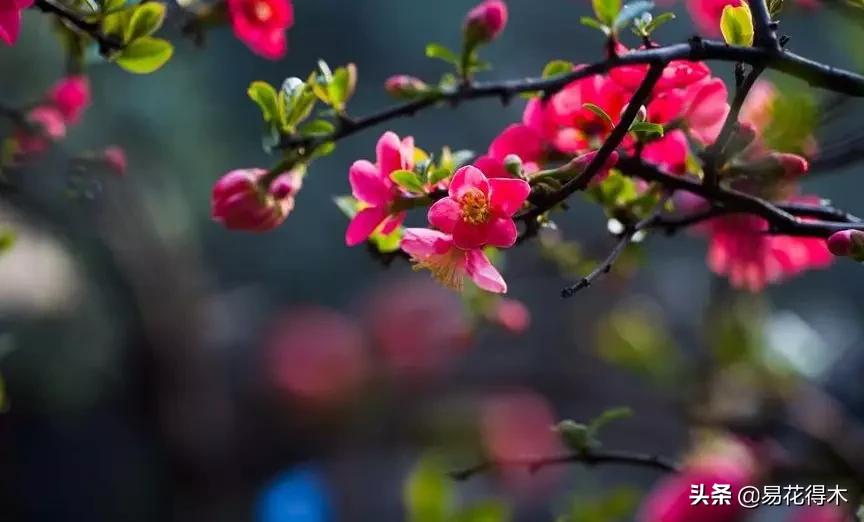 海棠春睡，樱花如雪，两种花卉如何辨识区别？