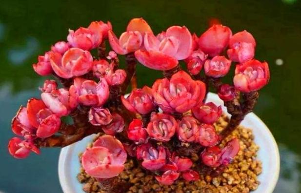 多肉红彤彤,彩色多肉褪色了怎么回事