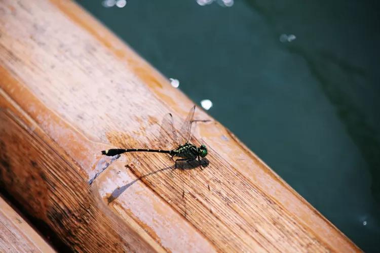 单反快速入门索尼,单反自动挡是哪个