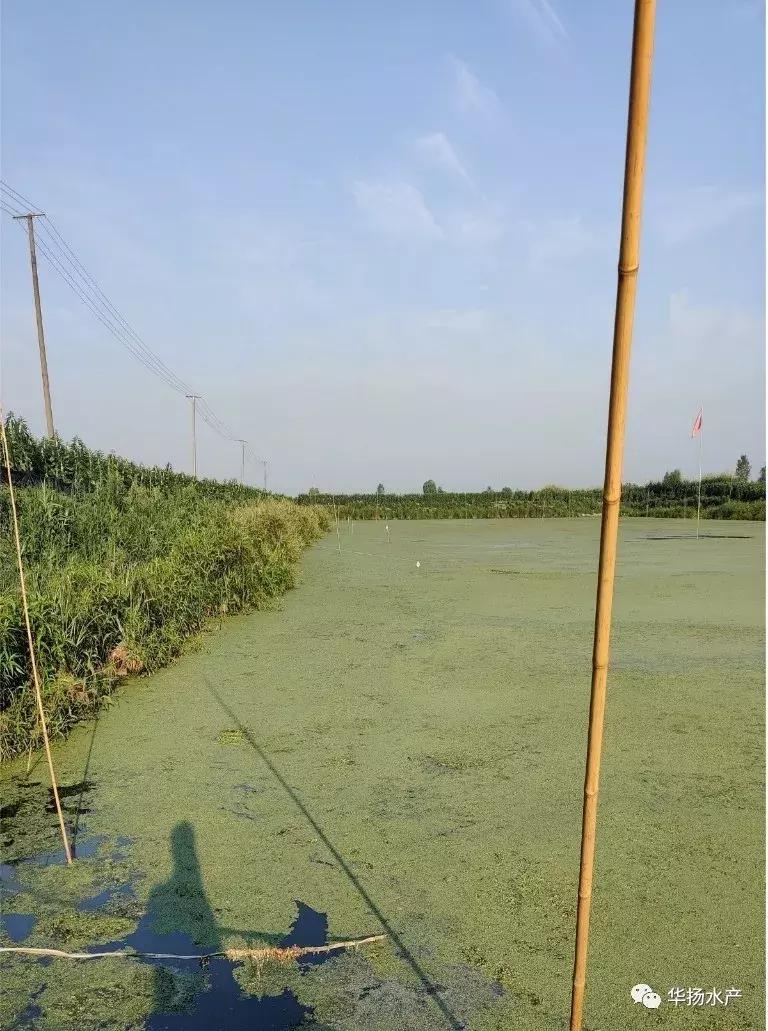 为什么池塘里的水一直很浑浊,草缸水面有气泡和油膜是怎么回事