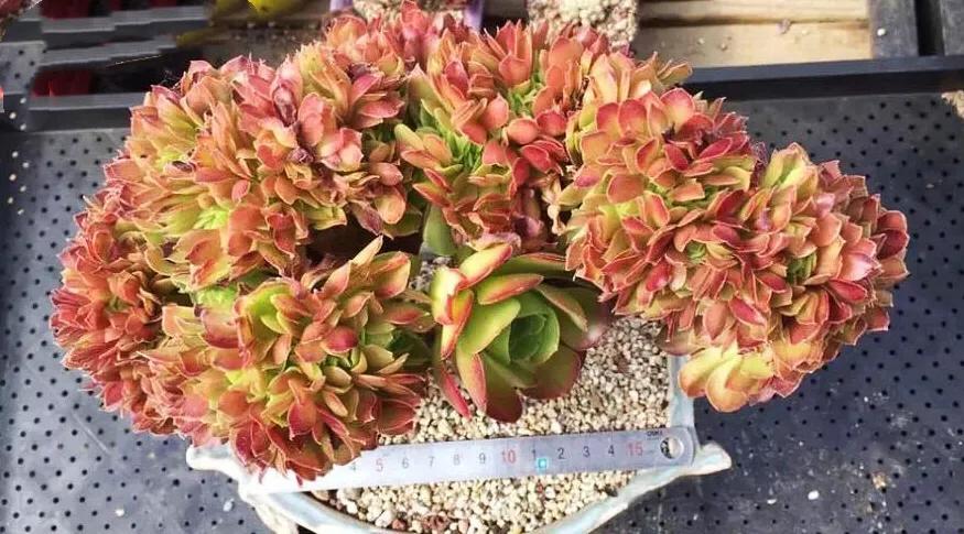 多肉法师韶羞现在能摘心吗,韶羞法师和荷兰玫瑰法师的区别