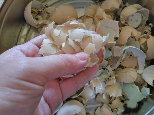 什么土养花最好养活,纯天然肥沃腐叶土需要放肥吗