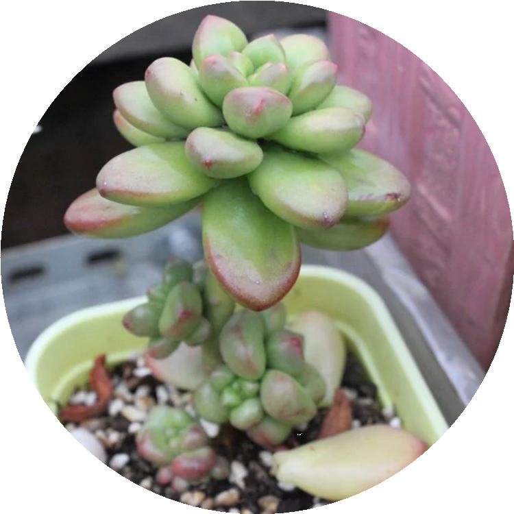 淋雨后多肉喷什么药,多肉淋雨后叶片皱了怎么办