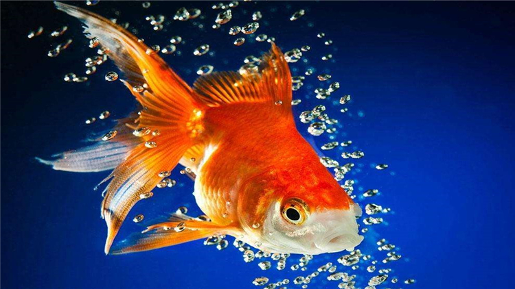 为什么家里养的金鱼总缺氧,新入鱼缸如何判断金鱼缺氧了
