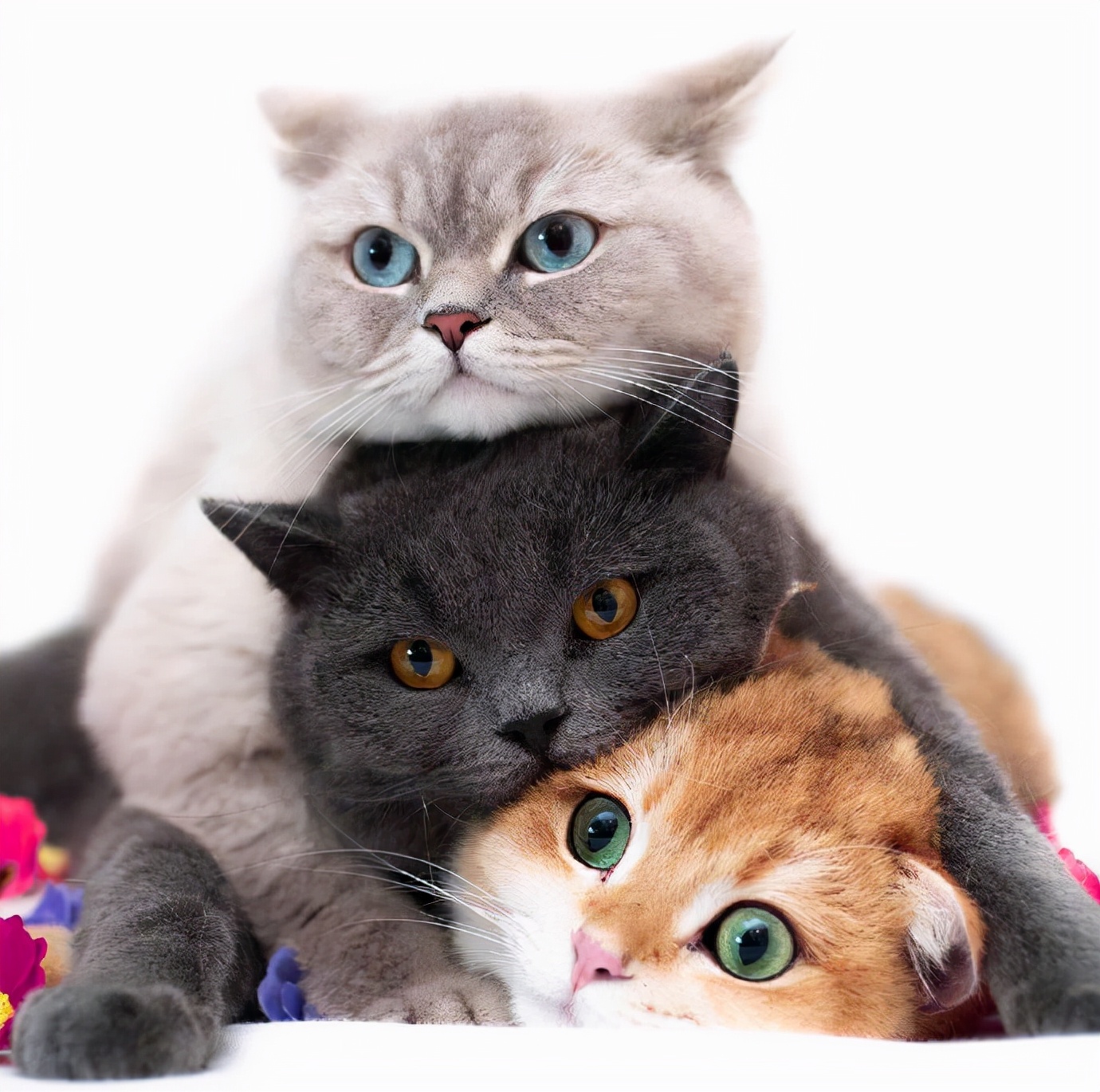 2米长大蟒蛇吓坏居民,深山出现巨大蟒蛇