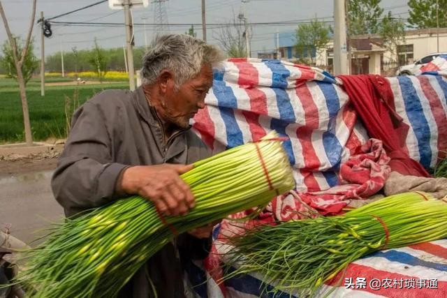 蒜苔行情一下下滑几毛钱怎么回事,蒜薹价格下滑