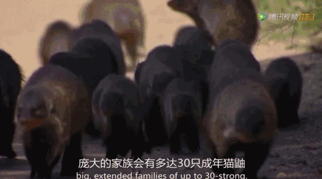 你这个坏怂，尽显渣之本色