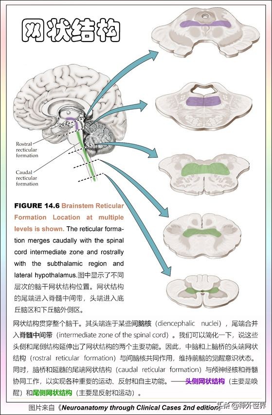 中脑和脑干的解剖,解剖神经系统脑干