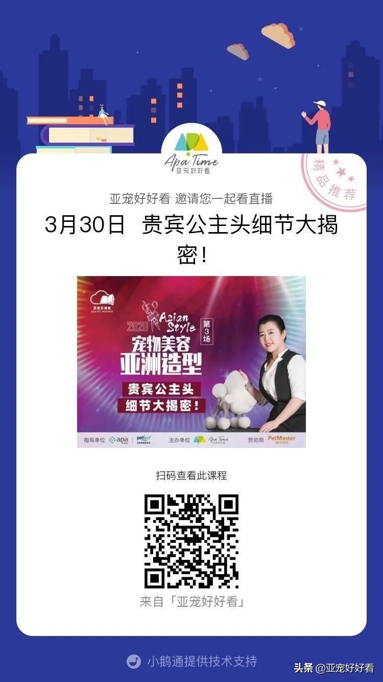 亚宠云课堂,比熊犬赛级妆造型