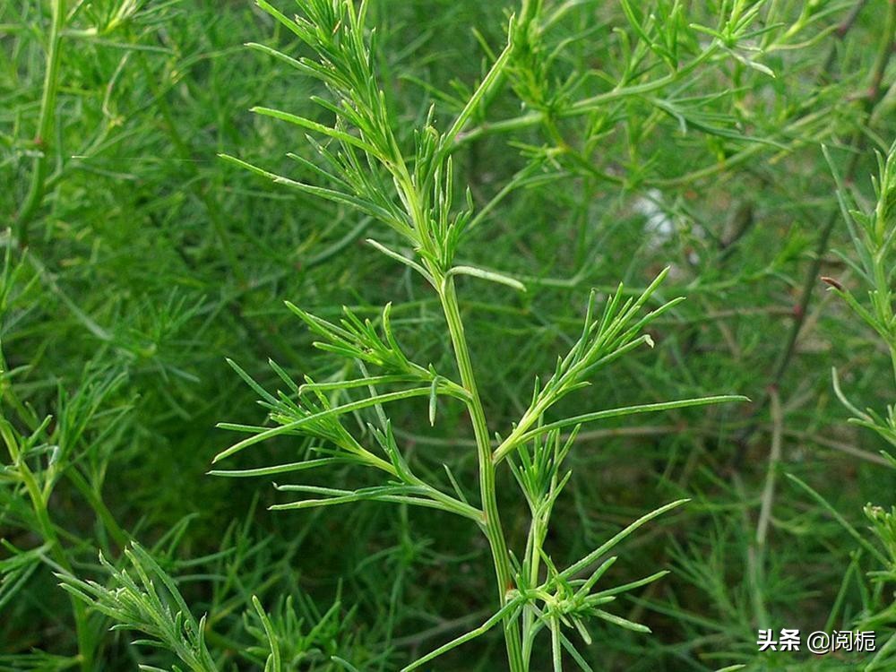 外来入侵物种，除了加拿大一枝黄花、小龙虾，你还知道哪些？