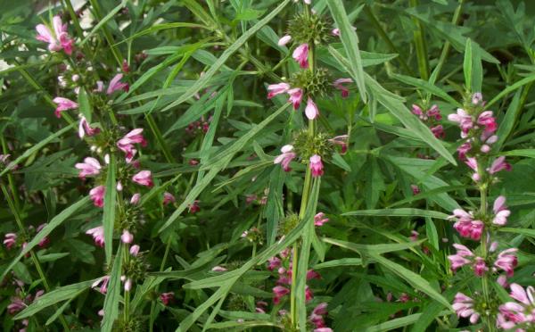 田梗上常见的野草，原来价值这么高，赶紧采摘一些回来晒干煲汤喝