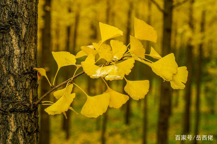 安徽老明光酒多少钱一箱,安徽老明光酒如何