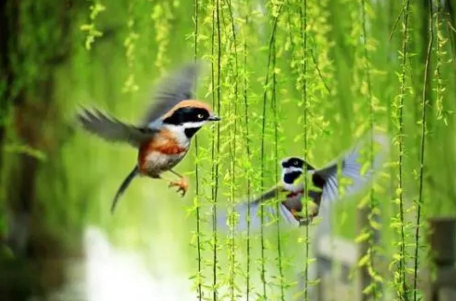 老师教学生上音乐课唱两只黄鹂鸟,老师教学生唱黄鹂鸟视频