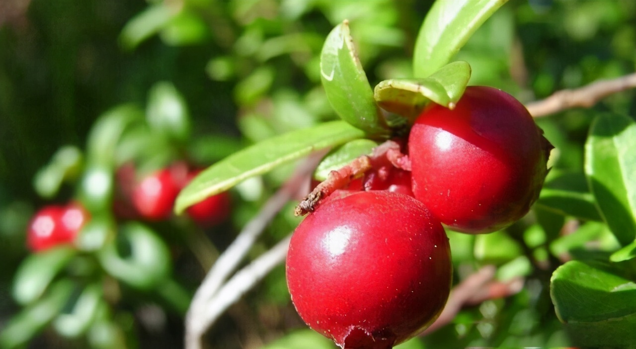 熊果苷美白淡斑水乳怎么样,熊果苷焕亮