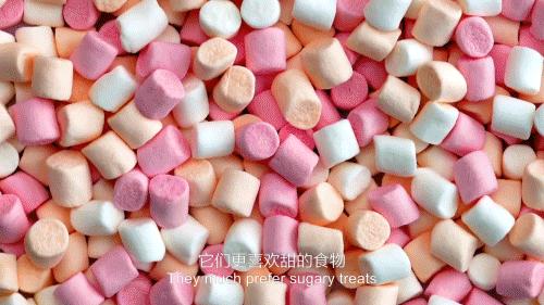 老鼠爱吃奶酪是真的吗,老鼠真的吃奶酪吗