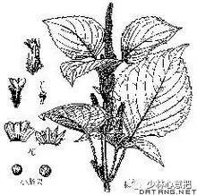 中药图片大全名称,中药图片大全带药名高清