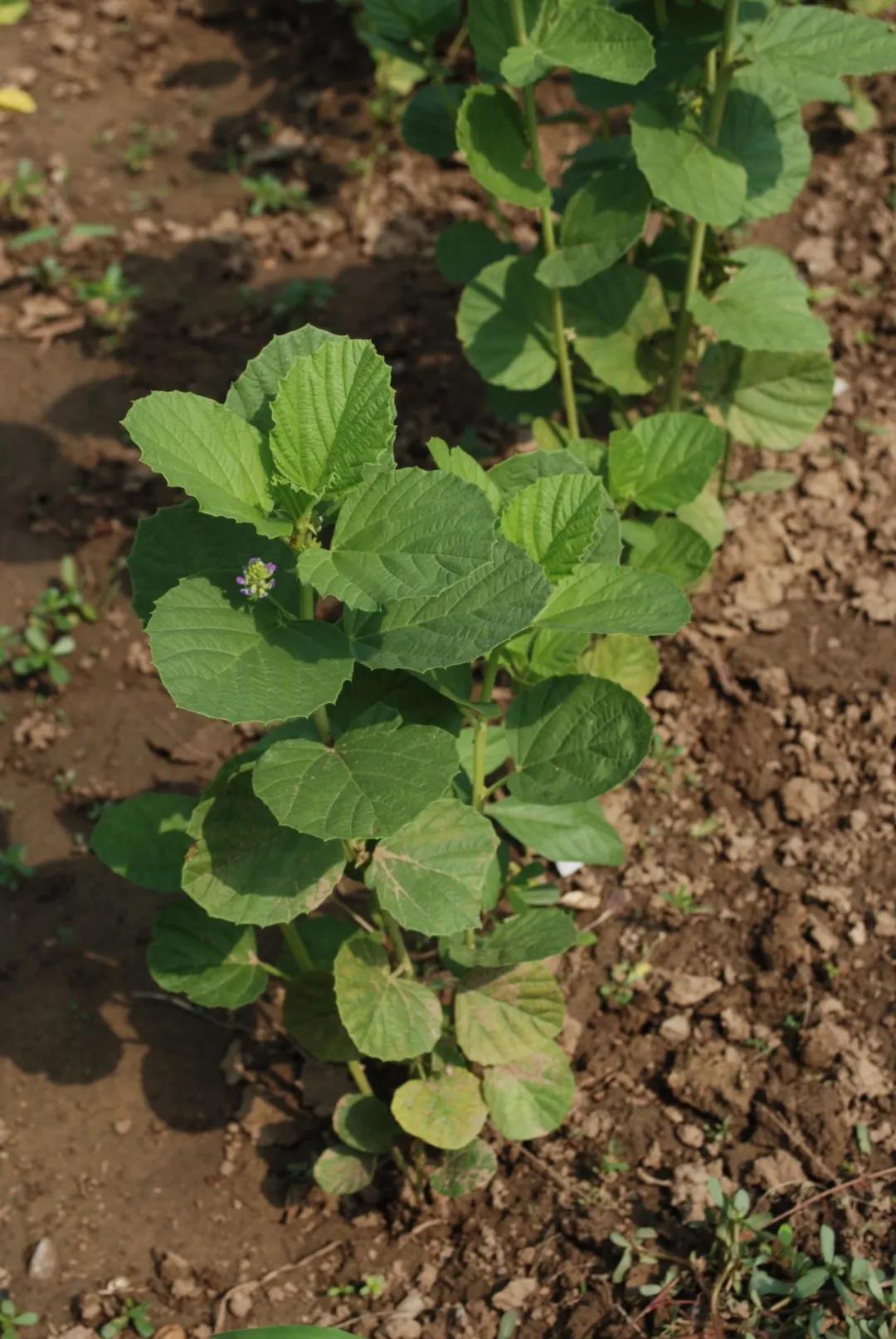 硬核整理!高清中药教材原植物彩*图色**谱(四期)