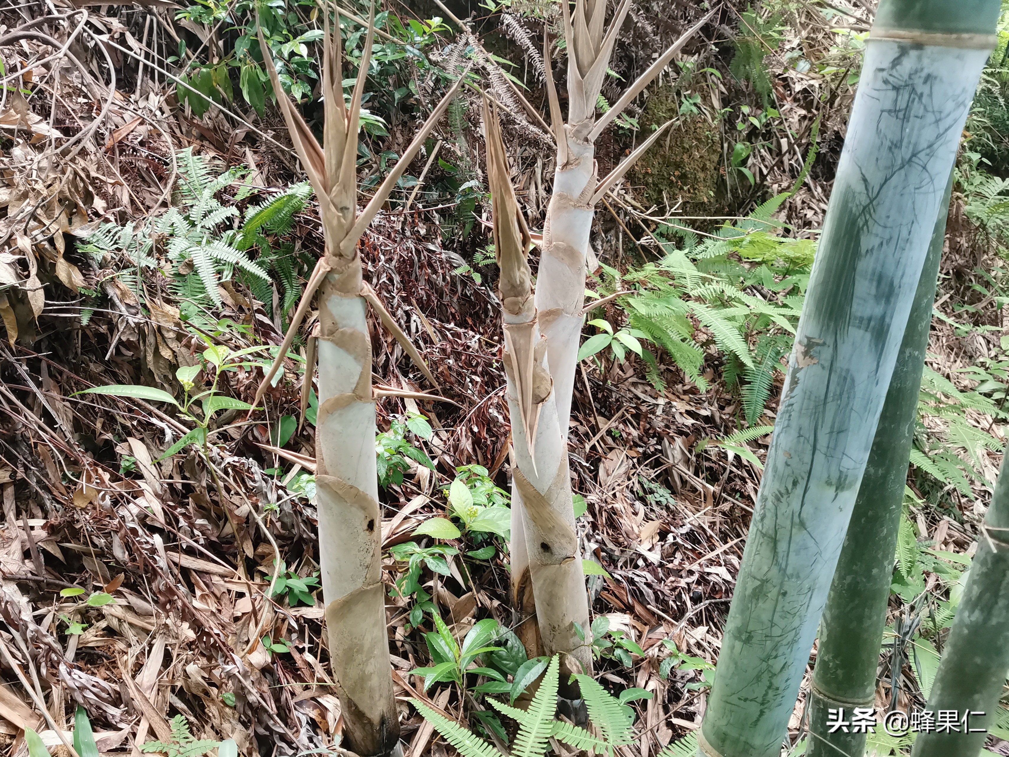 种什么竹可以吃竹笋,家庭种植竹子的竹笋能吃吗