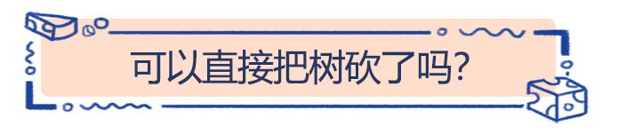 给秋天带来韵味的银杏树，在荷兰竟然人嫌狗不待见