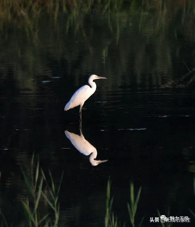 澶х編鏃犳瀬楂樻竻鐩存挱,澶х編鏃犳瀬