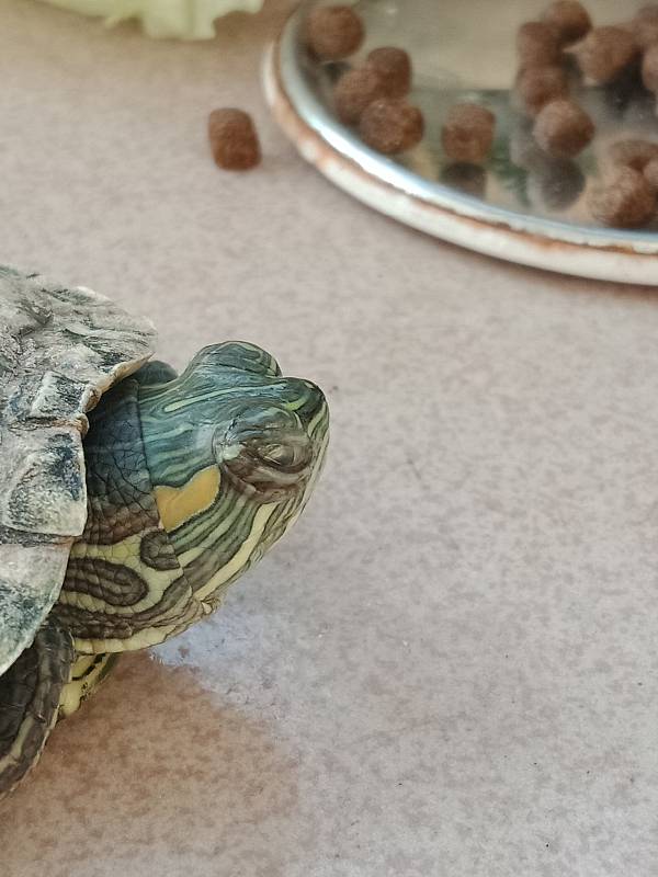 艾叶能治乌龟白眼病吗,乌龟闭眼伸脖子张嘴