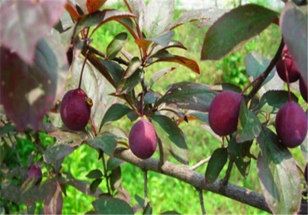红叶李光雾扦插多长时间浇一次水,红叶李扦插繁殖技术图解大全