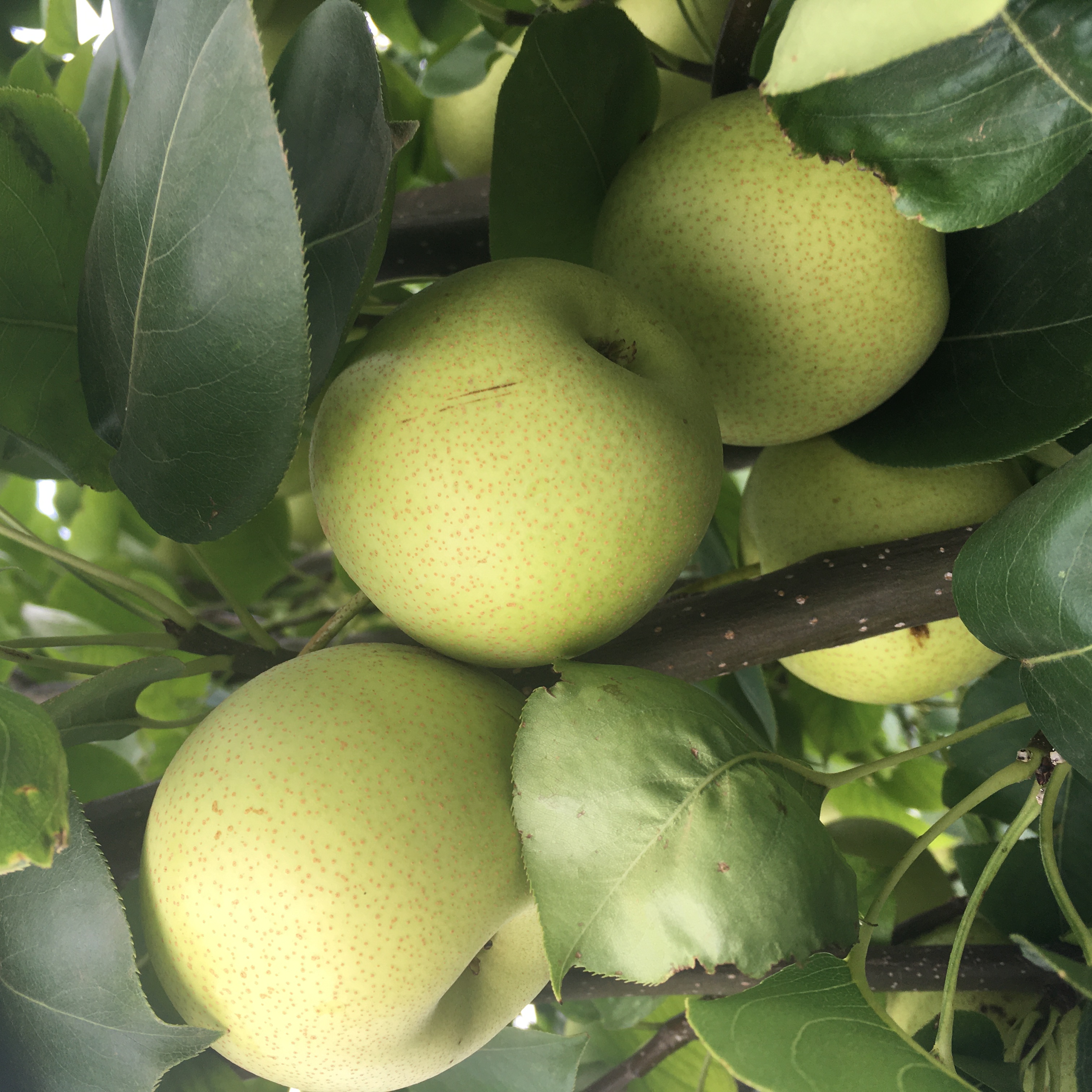 美好的事物总是很短暂完整版,美好的事物总是很短暂翻唱