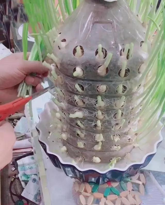 生姜盆景怎么种植,生姜盆景种植方法