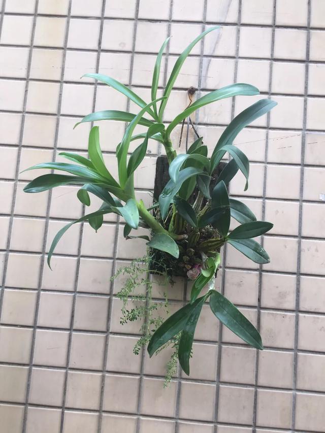 水质酸碱度变化对兰寿的影响,水质的多少对植物幼苗的影响