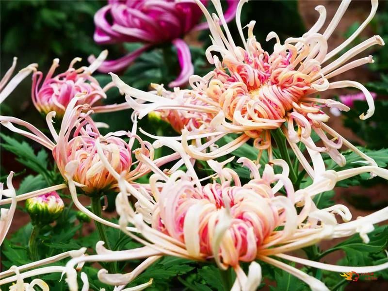 国庆中秋景区免费打折时间,中秋节10余景区40余项活动等你来