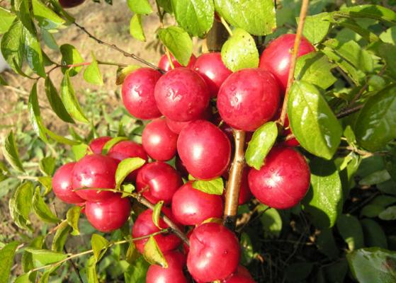 新疆一种跟康熙有关系的水果,康熙国宝级水果