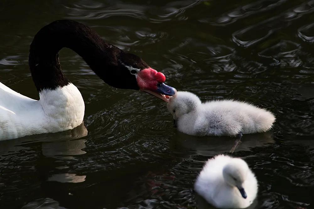 津门网司徒志文:广州动物园——黑颈天鹅