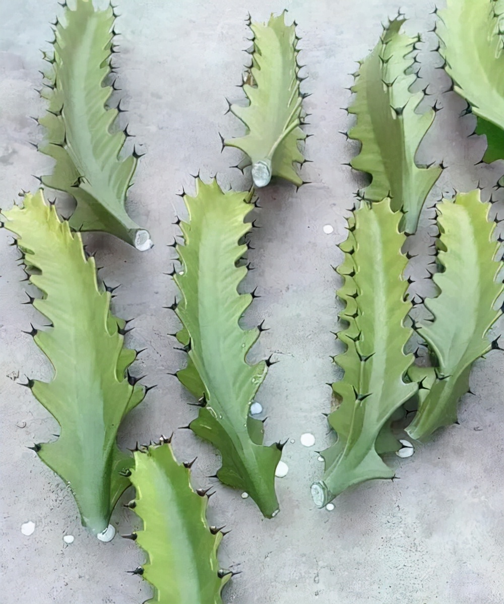 一帆风顺花有毒吗对小孩有影响吗,气味对身体有害的盆栽花卉