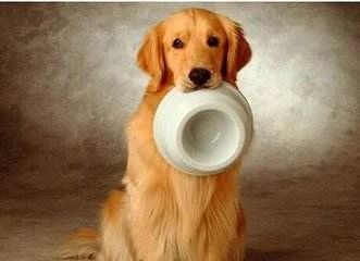 狗狗呕吐白色泡沫后又吐黄色粘液,狗狗吐了有什么方法治疗