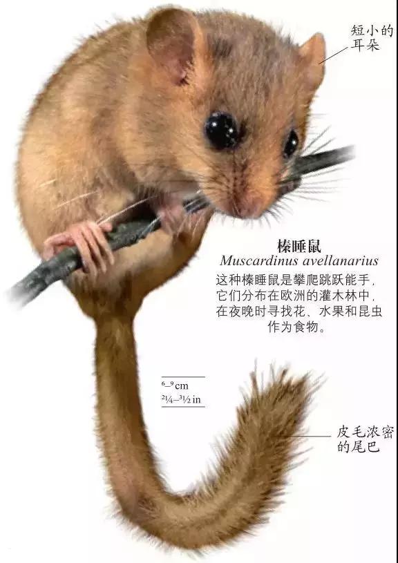 《DK博物大百科》上线啦!6.5折就可买到