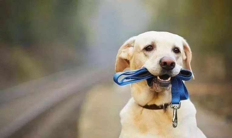 公路上撞死动物有责任吗,开车正常行驶撞了动物怎么处理