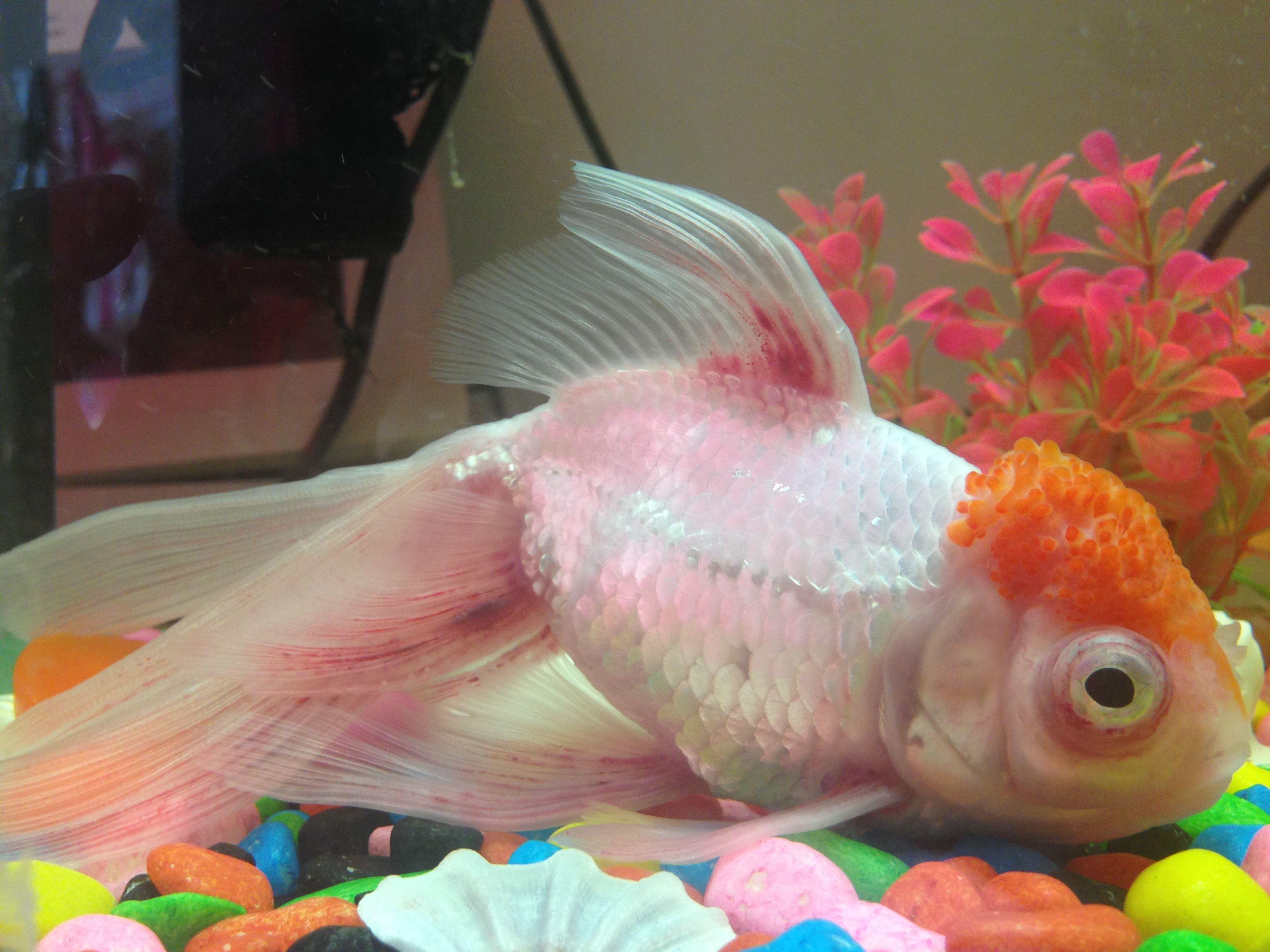 金鱼怎么蔫巴蔫巴就死了什么原因,为什么我买的金鱼到家几天就死了