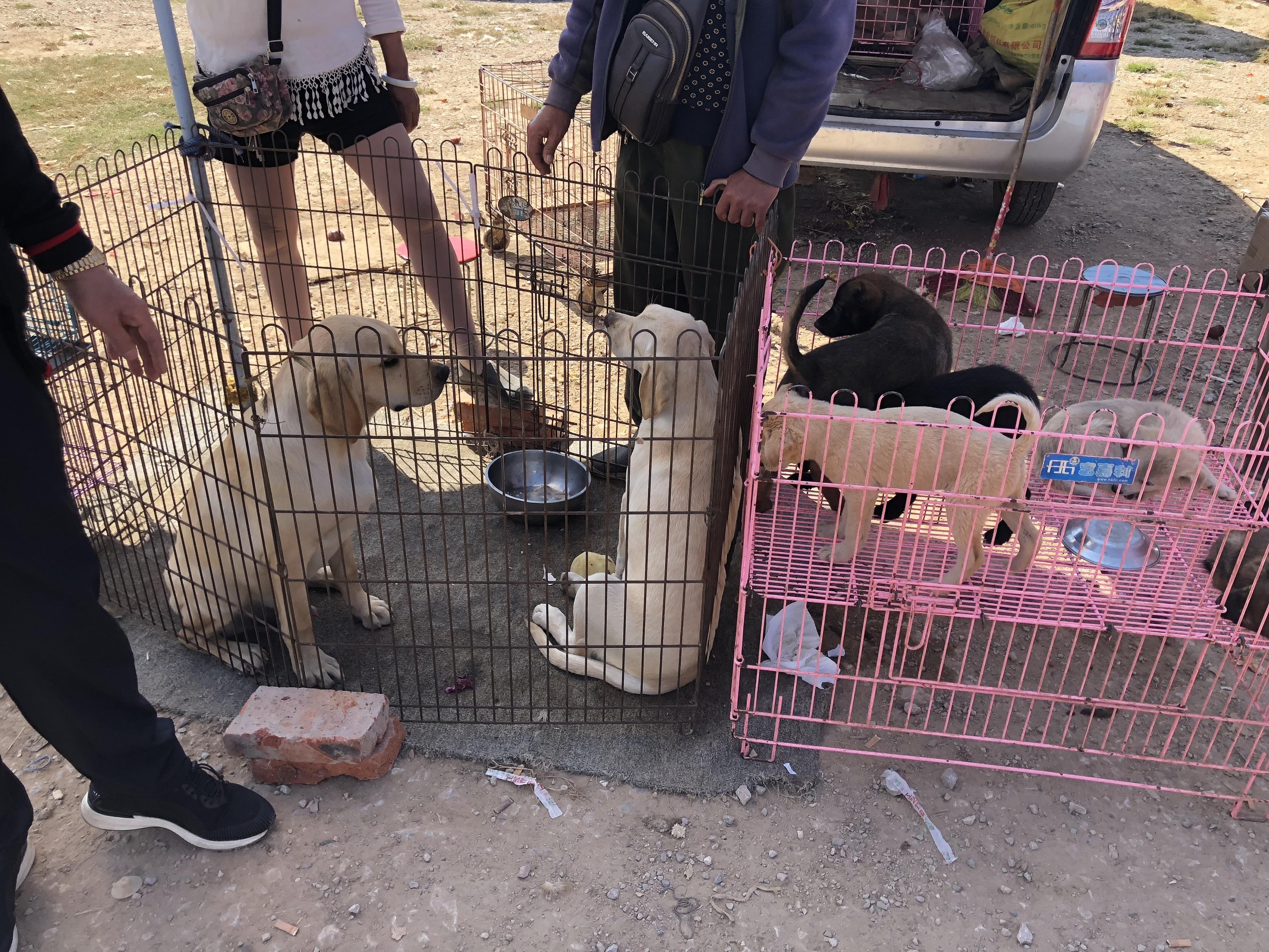成年拉布拉多在市场能有多少钱,为什么拉布拉多价格不一样