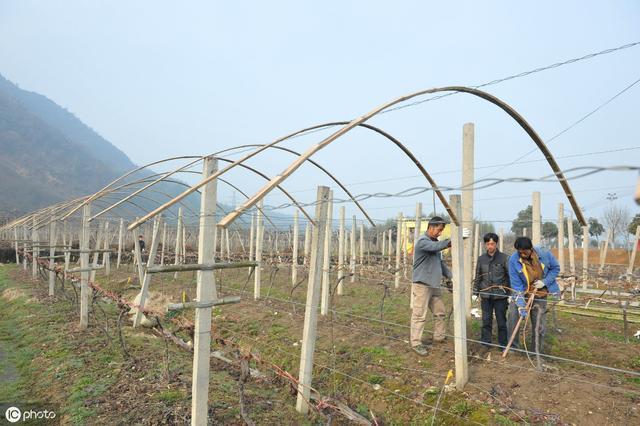 葡萄园里四季歌，春吐新芽、夏爬满架、秋收葡萄、冬埋雪下。