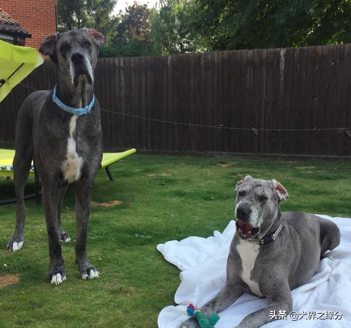 世界上最大的狗但是一点也不凶猛,你知道世界上最大的狗有多大吗