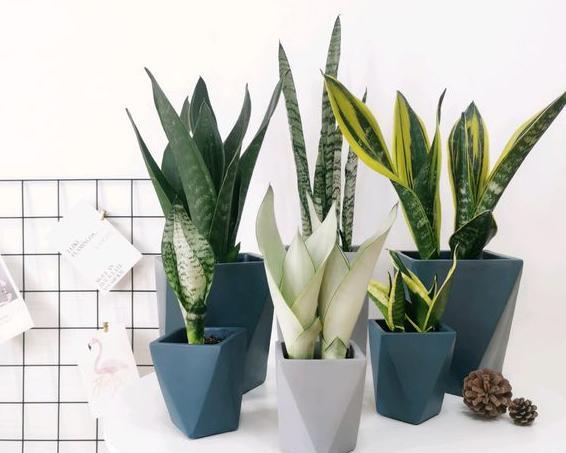 养虎皮兰的生活小技巧,养虎皮兰的教程