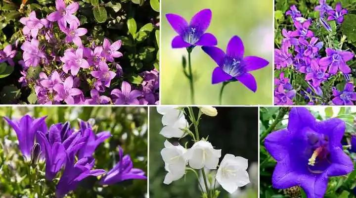 风铃草的品种有哪些,花店买的风铃花怎么养