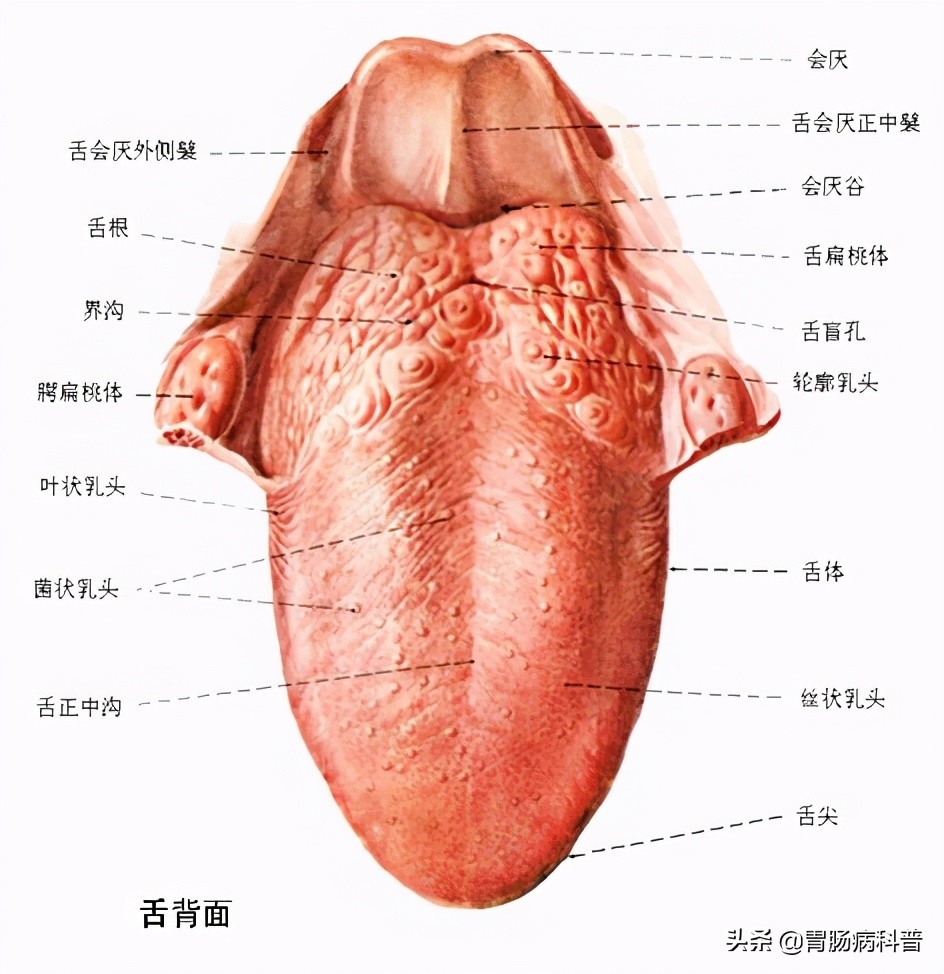 消化系统解剖图视频,消化系统解剖图手绘简单