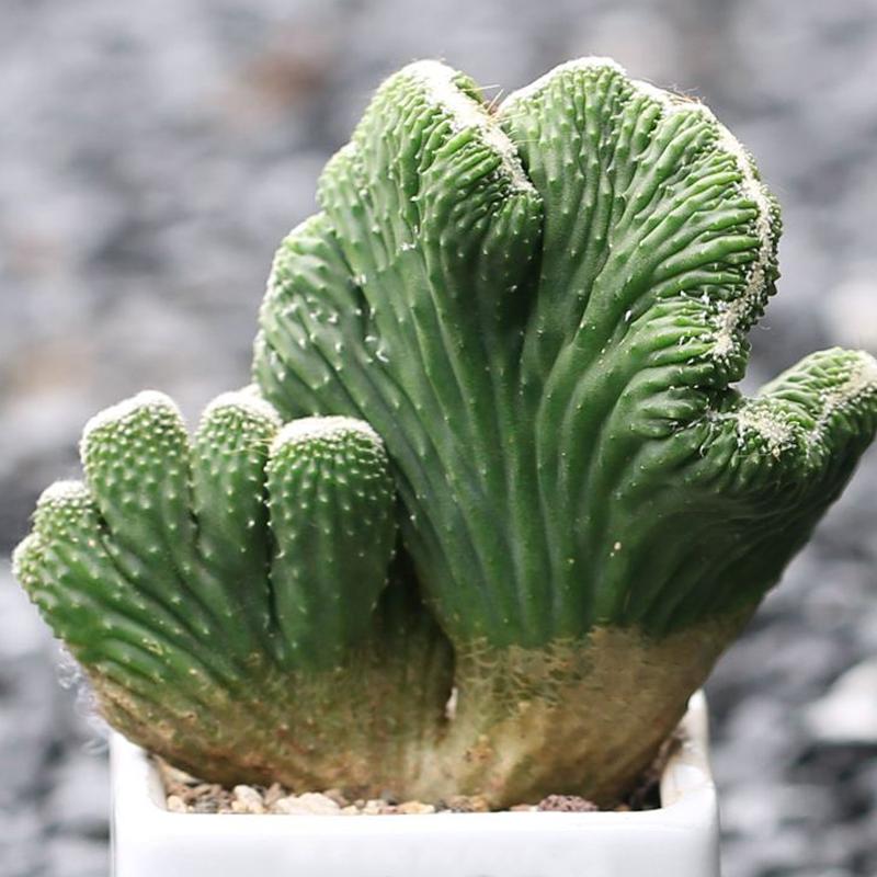 钁辩繝鎸烘嫈,娴峰崡浜旀寚灞辨嘲鍥藉北绔规爲