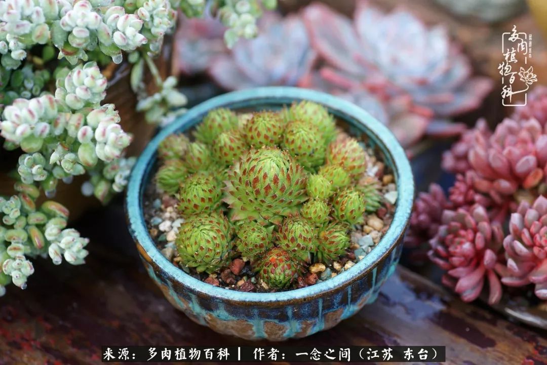 对多肉植物的爱心寄语,赏兰花感言