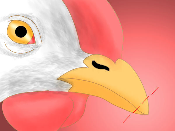 怎么防止鸡吃自己生的鸡蛋,防止鸡吃自己生的蛋的小妙招