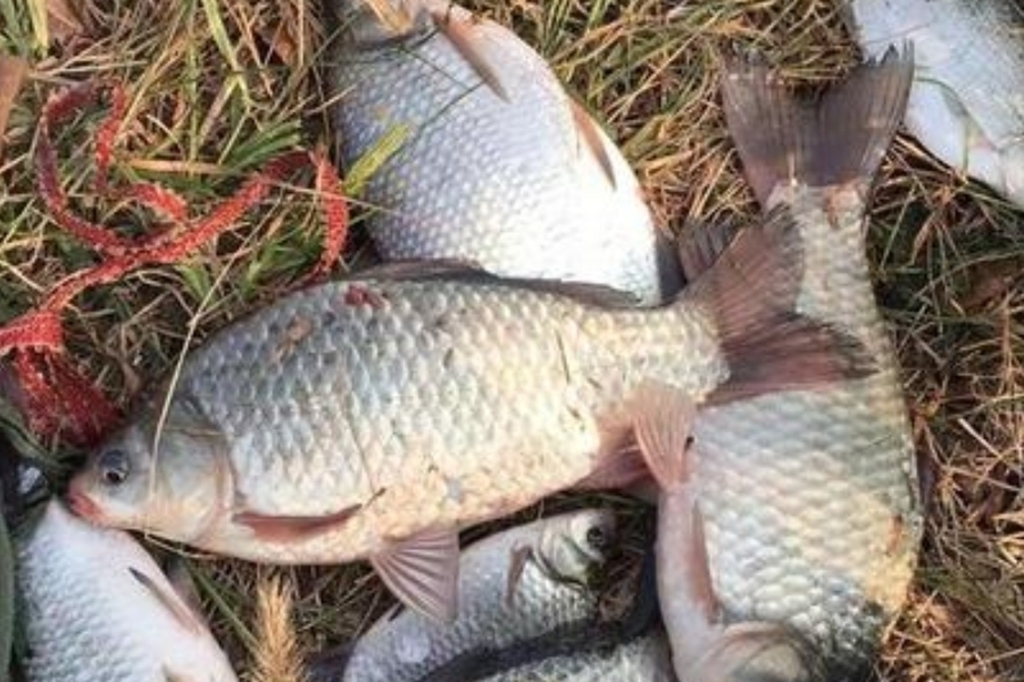 鲫鱼用什么钓法最好,鲫鱼的钓法与技巧