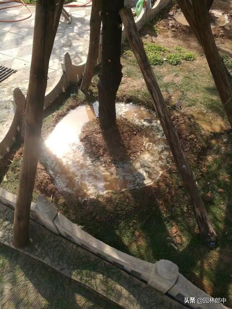 松树针叶发软下垂什么原因,松树针叶枯黄怎么处理